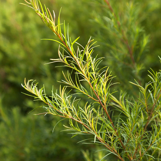 Aceite de Árbol de Té