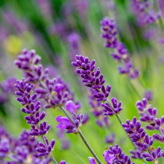 Aceite de Lavanda