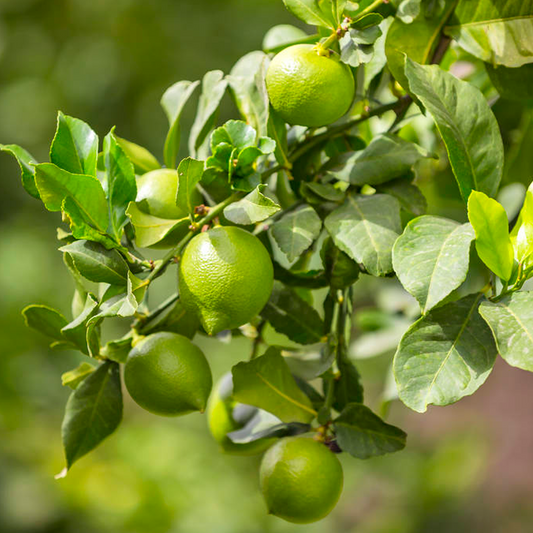 Aceite de Limón