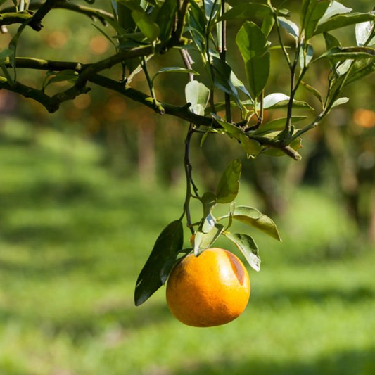 Aceite de Naranjo Dulce