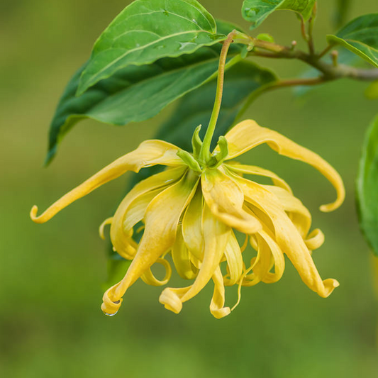 Aceite de Ylang Ylang